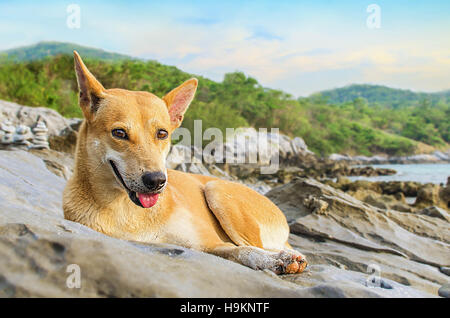 Hund liegen am Ufer des Meeres Stockfoto