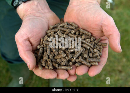 Stockausschlag Weide, als ein Erzeugung erneuerbarer Energien gewachsen zeigen das rohe Holz und die fertigen Pellets. Stockfoto