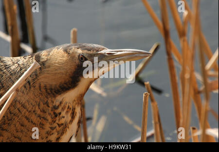 Eine seltene und scheue Rohrdommel (Botaurus Stellaris), Jagd in das Röhricht. Stockfoto