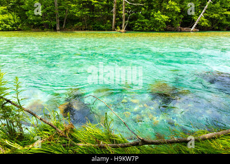 Beide klar und Türkis Gletscherwasser des Azusa Gawa Flusses entlang einem Wald gesäumten Flussufer in idyllischen Kamikochi Stockfoto