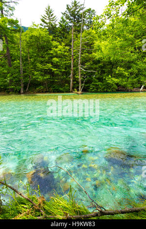 Unglaublich bunten Gletscherwasser des Azusa Gawa Flusses entlang einem Baum gesäumten Flussufer in unberührten japanischen Alpen nationa Stockfoto