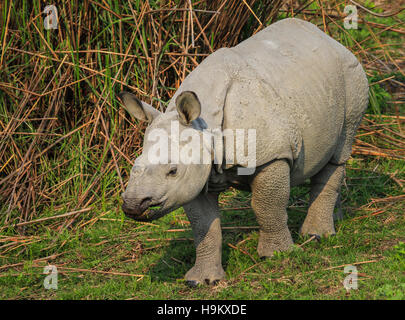 Liste der Panzernashorn endemische und gefährdete Arten. Natur in der Wildnis Stockfoto