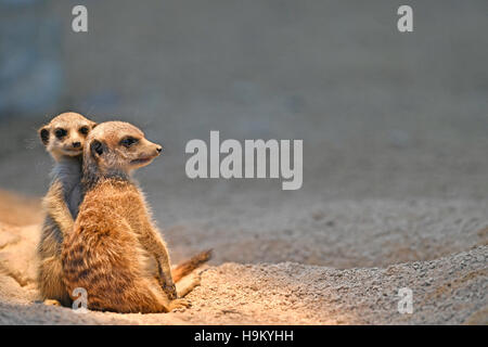 Erdmännchen oder Suricates (Suricata Suricatta), Welpen kuscheln, 13 Wochen, gefangen Stockfoto