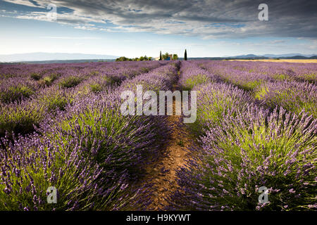 Blühender Lavendel (Lavandula Angustifolia) mit Cottage, Alpes-de-Haute-Provence, Provence-Alpes-Côte d ' Azur, Frankreich Stockfoto