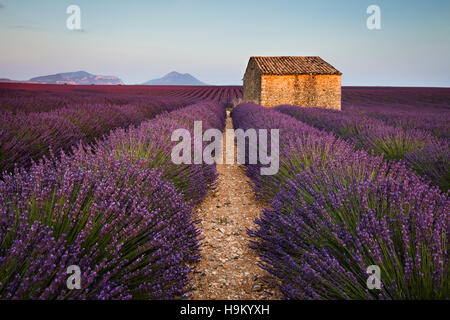 Blühender Lavendel (Lavandula Angustifolia) mit Steinhaus, Plateau von Valensole, Alpes-de-Haute-Provence Stockfoto