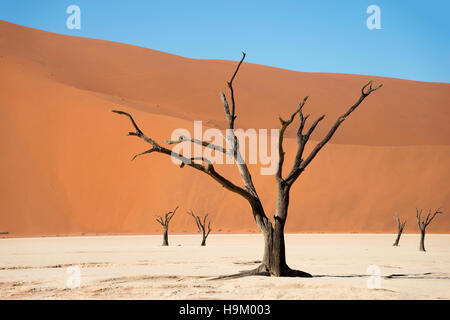 Tote Kamel oder Giraffe Thorn (Acacia Erioloba) Bäume vor Sanddünen, Dead Vlei, Sossusvlei, Namib-Wüste Stockfoto