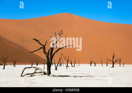 Tote Kamel oder Giraffe Thorn (Acacia Erioloba) Bäume vor Sanddünen, Dead Vlei, Sossusvlei, Namib-Wüste Stockfoto