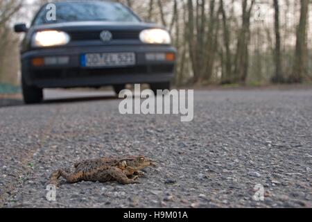 Gemeinsamen Kröte (Bufo Bufo) überqueren einer Straße vor ein Auto Stockfoto