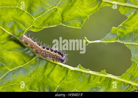Raupe des ein Kohlweißling (Pieris Brassicae), Essen Stockfoto