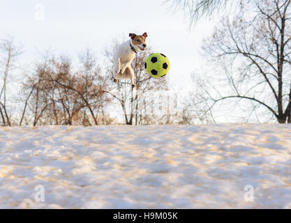 Lustiger Hund springen mit Fußball auf Eis Schnee Stockfoto