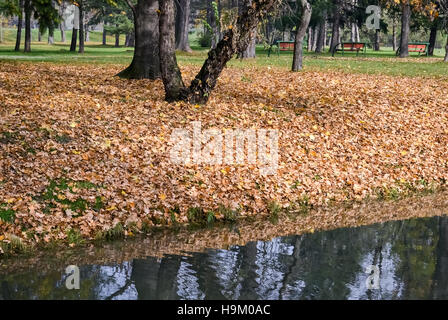 Viele trockene gelbe Blätter auf dem Boden im Stadtpark gefallenen Stockfoto