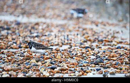 Steinwälzer Arenaria Interpres ein kleiner waten Vogel an Küste, Brighton UK Stockfoto