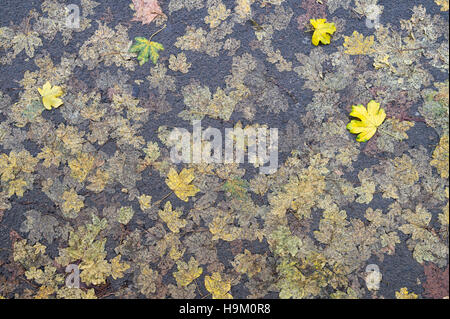Full-Frame Herbst Hintergrund der Herbst Blätter gedrückt in den Asphalt von einem nassen Straße Stockfoto