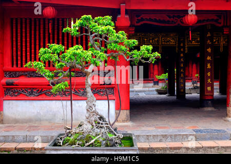 Cam Sanh Baum in die fünfte Courtyeard der Temple of Literature, Hanoi, Vietnam Stockfoto