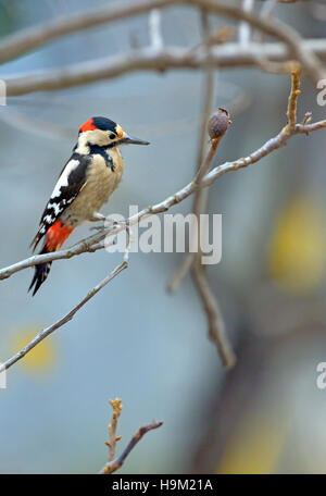 Große Männchen Specht (Dendrocopos großen) am Baum Brunch gesichtet Stockfoto