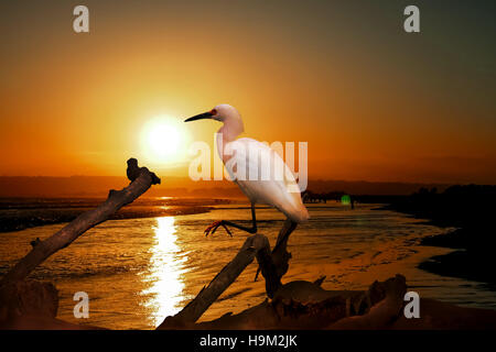 Das Snowy Reiher auf dem Wasser am Malibu Beach im August Stockfoto