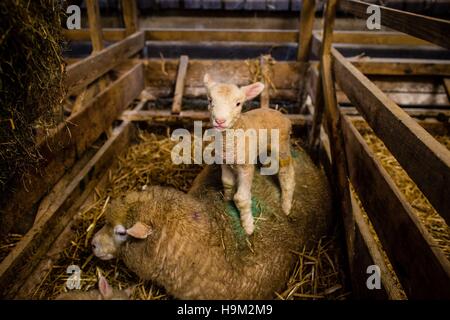 Ein Neugeborenes Lamm steht auf seiner Mutter in die Lämmer Schuppen am Olde House, Kapelle zu schlendern, Cornwall, wo mildere Temperaturen eine zweite Lämmer Saison im November und Dezember ermöglichen. Stockfoto