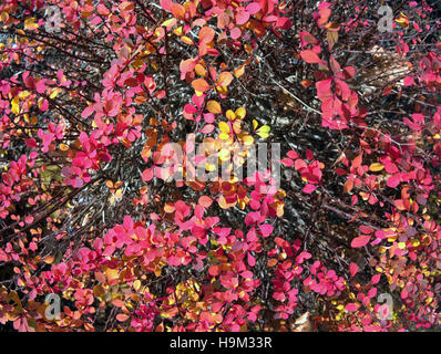 Abstrakte Blatt Hintergrund rote rosa Blüten Blätter Stengel tropischen Stockfoto