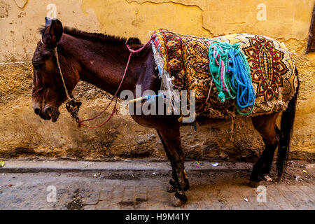 Ein Esel In der Medina, Fes el Bali, Fes, Marokko Stockfoto