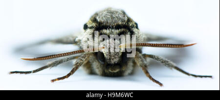Große braune Motte Stockfoto