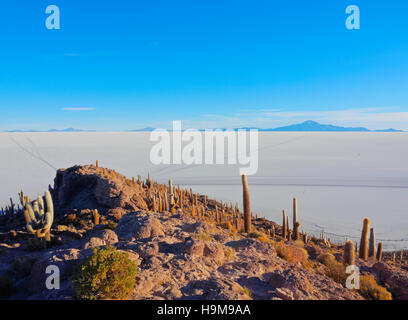 Bolivien Potosi Abteilung Daniel Campos Provinz Salar de Uyuni Blick auf die Insel Incahuasi mit seiner gigantischen Stockfoto