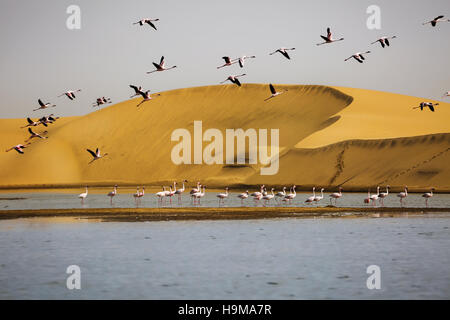 Flamingos mit Sanddünen auf Backgound in Walvis Bay, Namibia Stockfoto