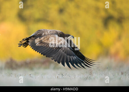 White tailed Eagle / Seeadler (Haliaeetus Horste) in mächtige Flug dicht über gefrorene Grünland, herbstlich gefärbte Wälder. Stockfoto