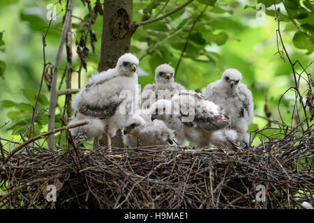 Sperber / Sperber (Accipiter Nisus), nachkommen, fünf junge Küken, stehen in ihrem Nest, aufpassen, Essen warten. Stockfoto