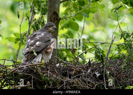 Sperber / Sperber (Accipiter Nisus), erwachsenes Weibchen, gelegen am Rande von seinen Horst wacht über seine Schulter, Rückseite Blick. Stockfoto