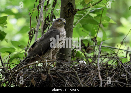 Sperber / Sperber (Accipiter Nisus), erwachsenes Weibchen, gelegen am Rande von seinen Horst beobachten aufmerksam, mit Küken im Nest. Stockfoto