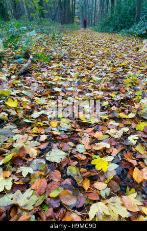 Buche im Herbst Wald Holkham Norfolk Stockfoto