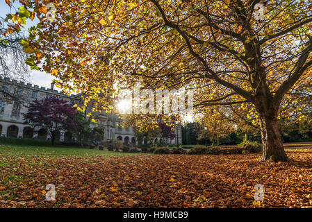 Herbstliche Szene. Eiche mit Blatt bedeckten Boden Stockfoto