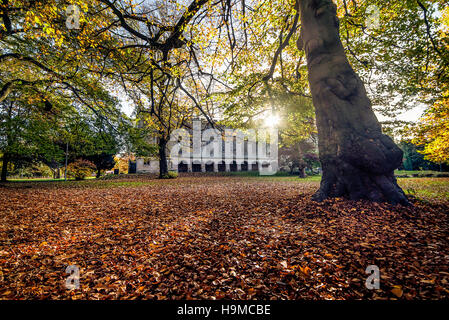 Herbstliche Szene. Eiche mit Blatt bedeckten Boden Stockfoto