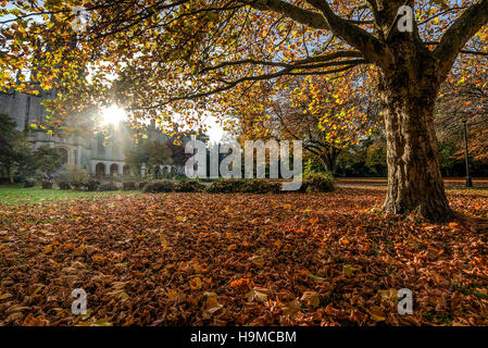 Herbstliche Szene. Eiche mit Blatt bedeckten Boden Stockfoto