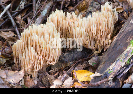 Ramaria Stricta, aufrechte Coral Pilz, Sussex, UK, Oktober Stockfoto