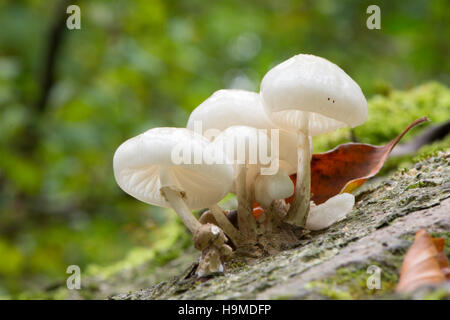 Porzellan-Pilz. Oudemansiella Mucida. Sussex, UK. Oktober. Unterseite. Auf gefallenen Buche Stamm wachsen. Stockfoto