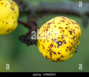 Narbige Flecken auf einem Apple Erntegut durch Schorf, Mangel an Kalzium oder mangelhafte Bewässerung. Stockfoto