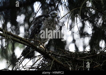 Sparrowhawk ( Accipiter nisus ), junger Jungling, fast gemauert, sitzt neben seinem versteckten Nest, hoch oben in einer Fichte, Tierwelt, Europa. Stockfoto