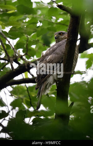 Sperber / Sperber (Accipiter Nisus), weibliche Erwachsene, thront hoch oben in einem Baum in der Nähe sein Nest versteckt zwischen Blättern, beobachten. Stockfoto