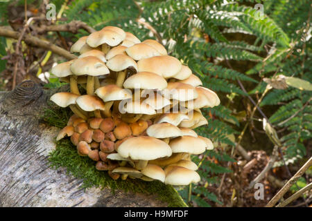 Sulphur Tuft Pilz, Grünblättriger Fasciculare, Silver Birch-Protokoll. Sussex, UK, Oktober Stockfoto