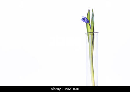 Blume (Glockenblumen) in einem Reagenzglas isoliert auf weißem Hintergrund. Wissenschaftliches Experiment. Blaue Schneeglöckchen Blumen in einer Glasvase. Frühling-Stillleben Stockfoto