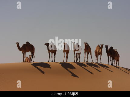 Kamele in der Wüste Abu Dhabi Emirate, Vereinigte Arabische Emirate. Stockfoto