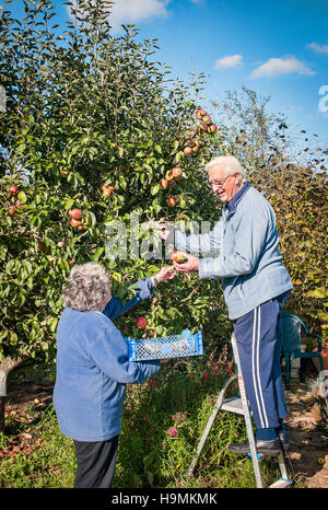 Zwei Rentner, die Ernte der Äpfel in ihrem Garten Stockfoto