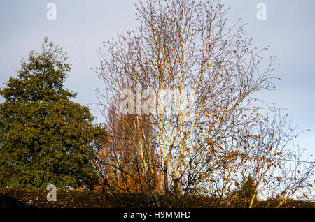 "Silver Ghost" - eine schöne Form der Betula Jacquemontii im Spätherbst zeigt seine schöne silberne weiße Rinde Stockfoto