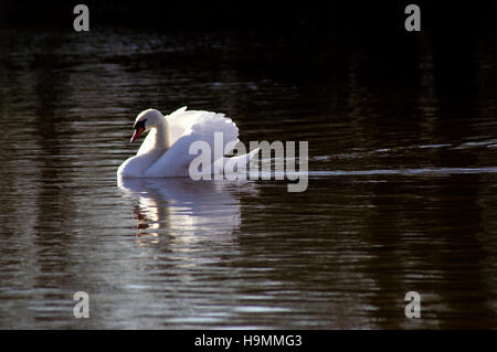 Cygnus Olor Höckerschwan gleiten auf See Hintergrundbeleuchtung Stockfoto