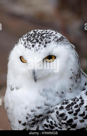 Snowy Eule Bubo Scandiacus hautnah Stockfoto