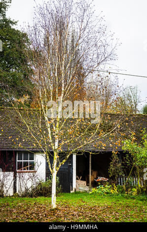 "Silver Ghost" - eine schöne Form der Betula Jacquemontii im Spätherbst zeigt seine schöne silberne weiße Rinde Stockfoto