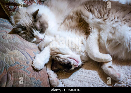 Feline Friends - zwei Geschwister Erwachsene Ragdollkatzen teilen einen bequemen Sessel Stockfoto