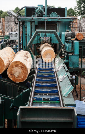 Baumstämme auf Förderband Holz verarbeitenden Anlage, Templin, Uckermark Bezirk Brandenurg, Deutschland. Stockfoto