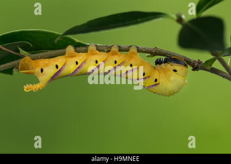 Totenkopfschwärmer, Totenkopf-Schwärmer, Raupe Frisst ein ausschlagfähige Acherontia Atropos, Totenkopf Hawk-Moth, Caterpillar, Le Sphinx Tête de Mort, Sc Stockfoto